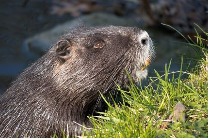 restoring ecology, yellowstone, wolf, beaver, elk