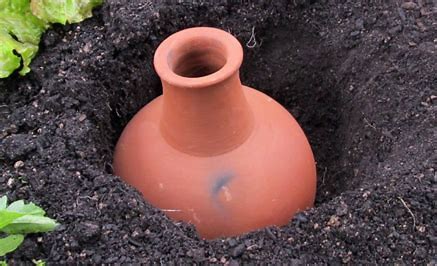 Ollas for garden irrigation