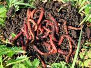 red worm