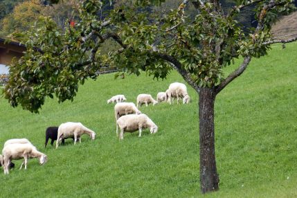 Sheep grazing on turf lawn